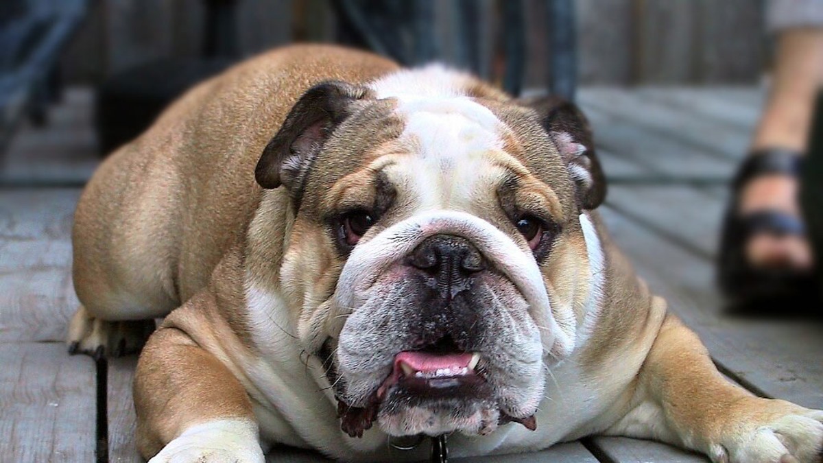 ¿Mejor amigo del hombre? Perro le disparó a su dueño