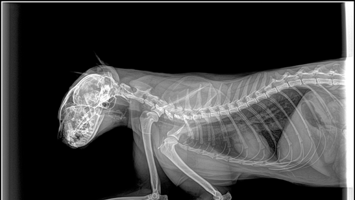 Nació un gato con dos caras pero vivió sólo seis horas