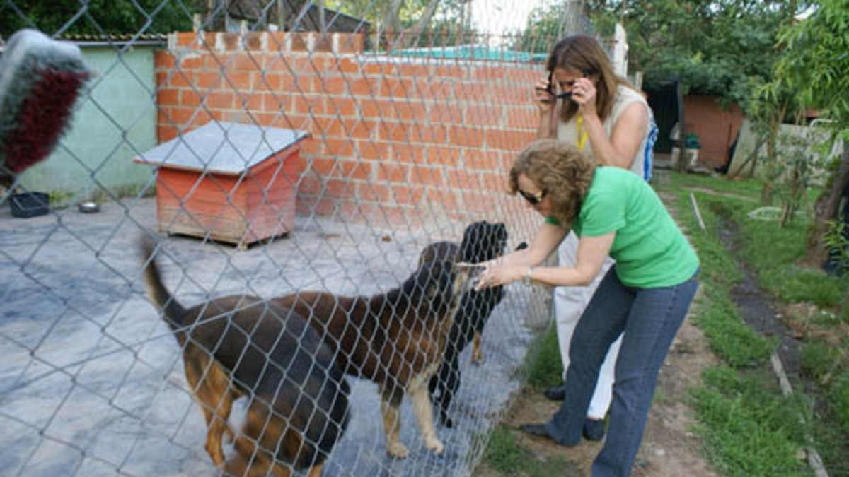 Soltarán a 250 perros en la plaza por no tener alimento