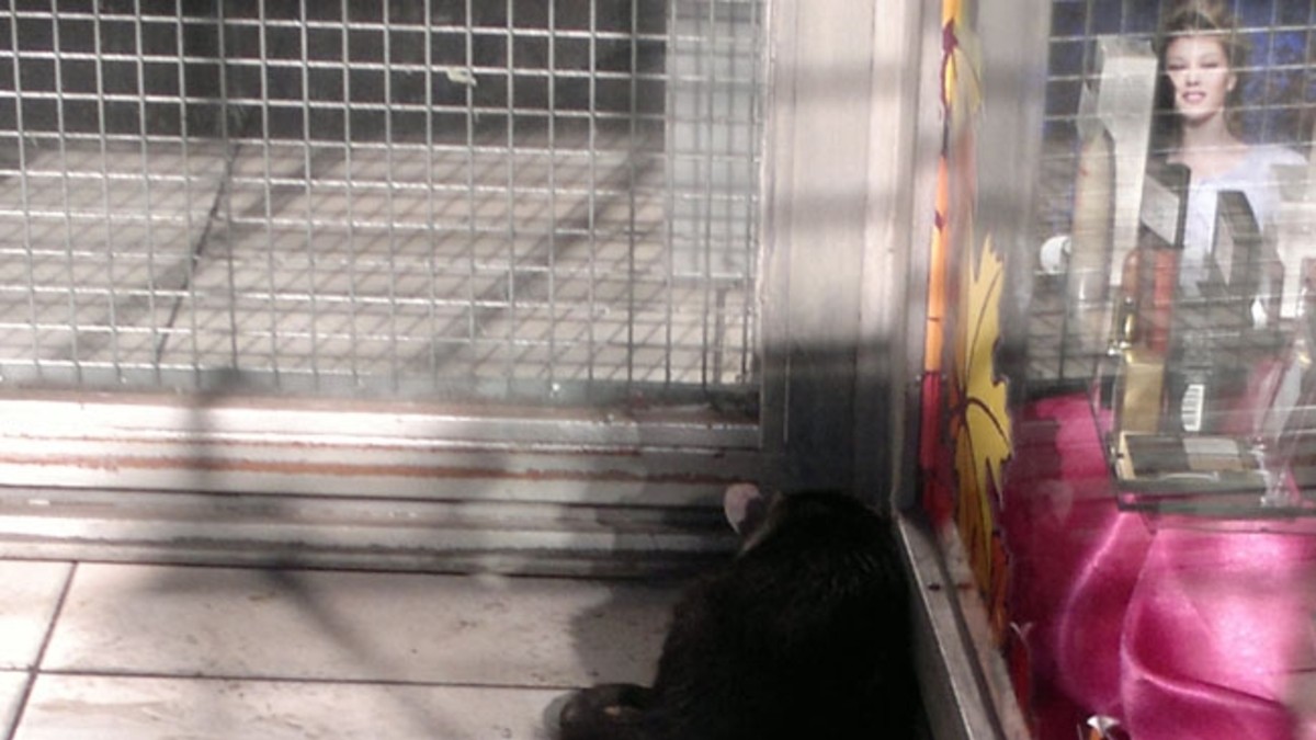 Comadreja se paseó por los negocios de Av. Santa Fe