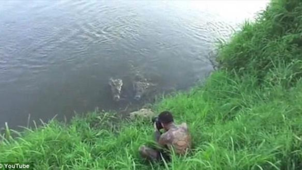 Quiso sacarle una foto a un cocodrilo de cerca y casi se lo comen