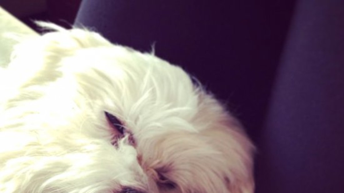 Luisana quiere que su perro ame al bebé antes de nacer
