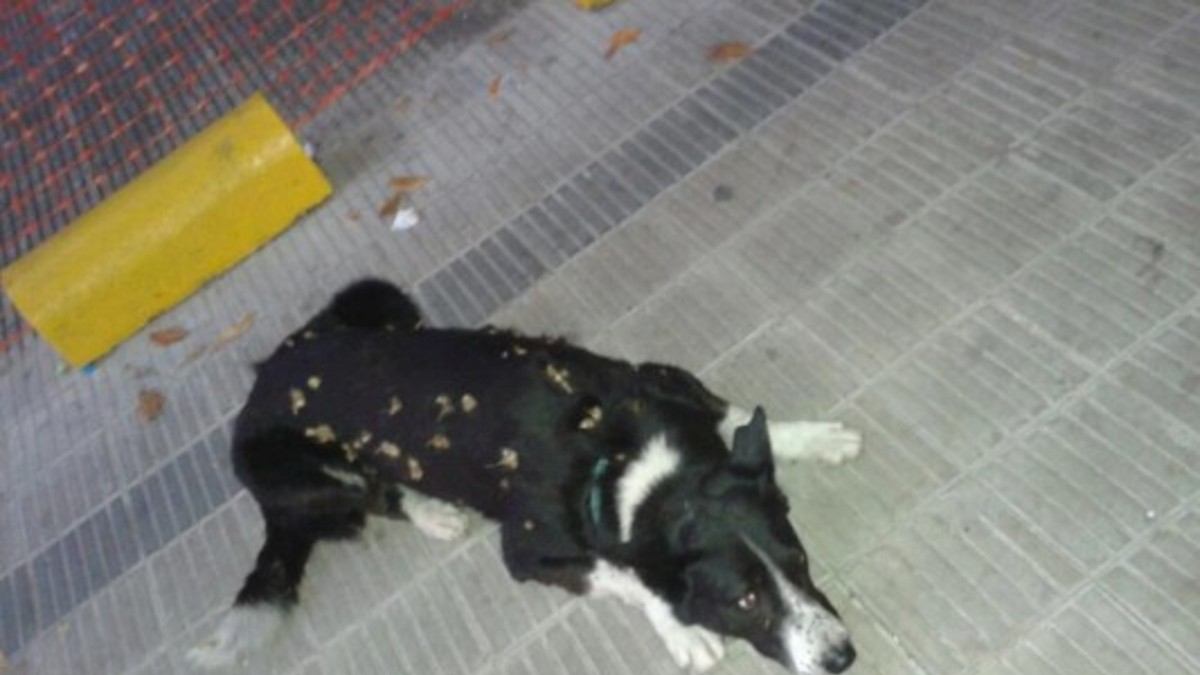 Tratan de unir a mascotas y dueños alejados por el agua
