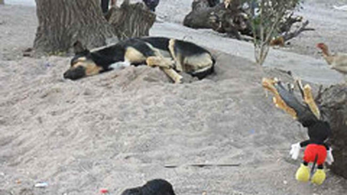 Hay seis imputados por la matanza masiva de perros
