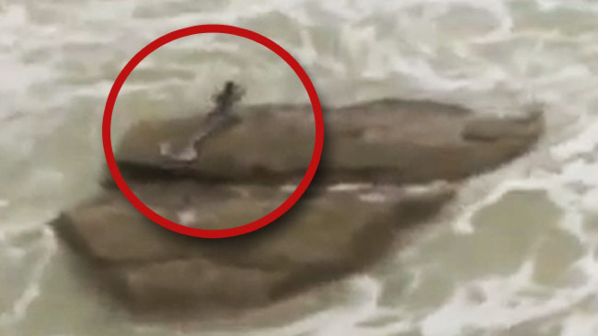 Hallazgo histórico: filman a sirena reposando en la costa