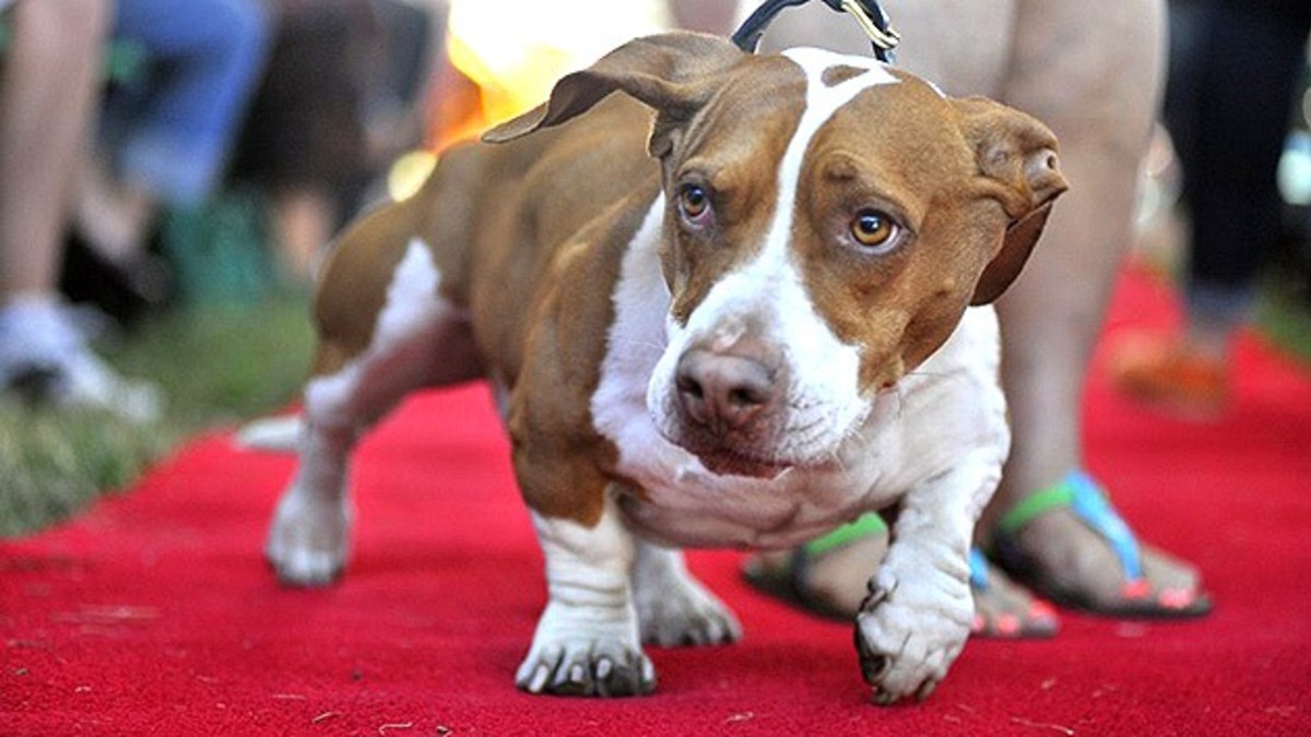 ¡Pobre perro! Lo eligieron como el más feo del mundo