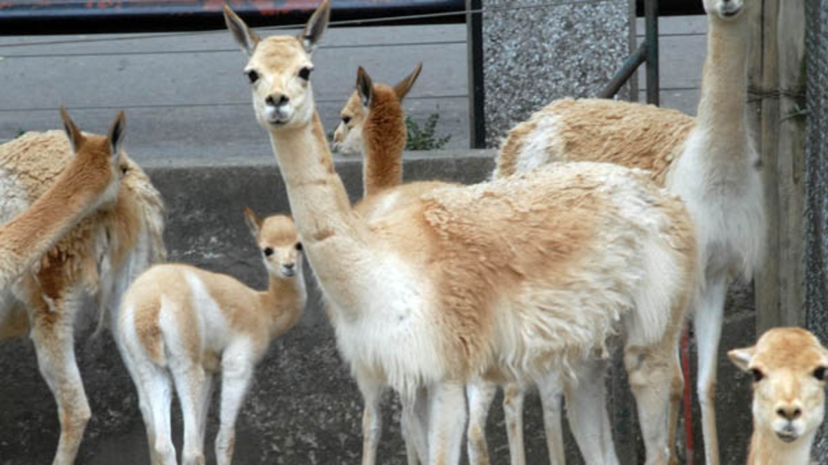 Piden no ir a los zoo para terminar con la esclavitud