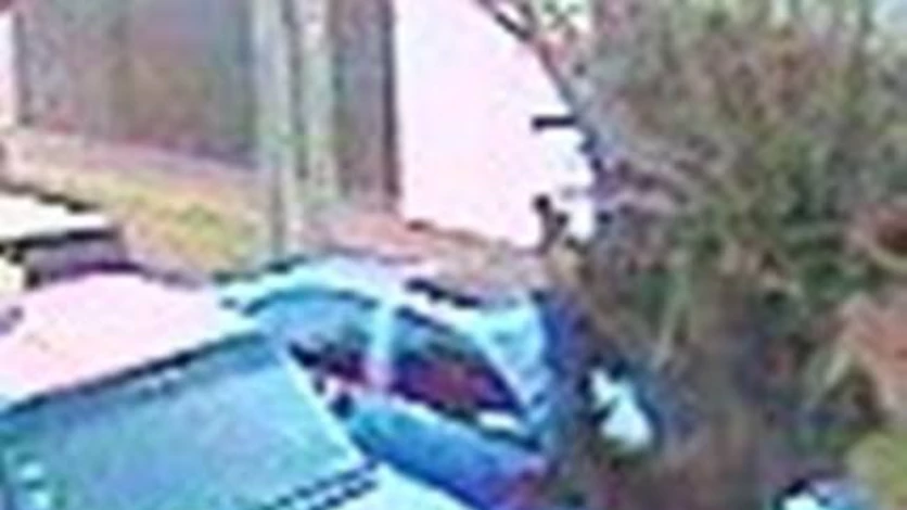 Por primera vez, filman a los "roba gomas" en acción