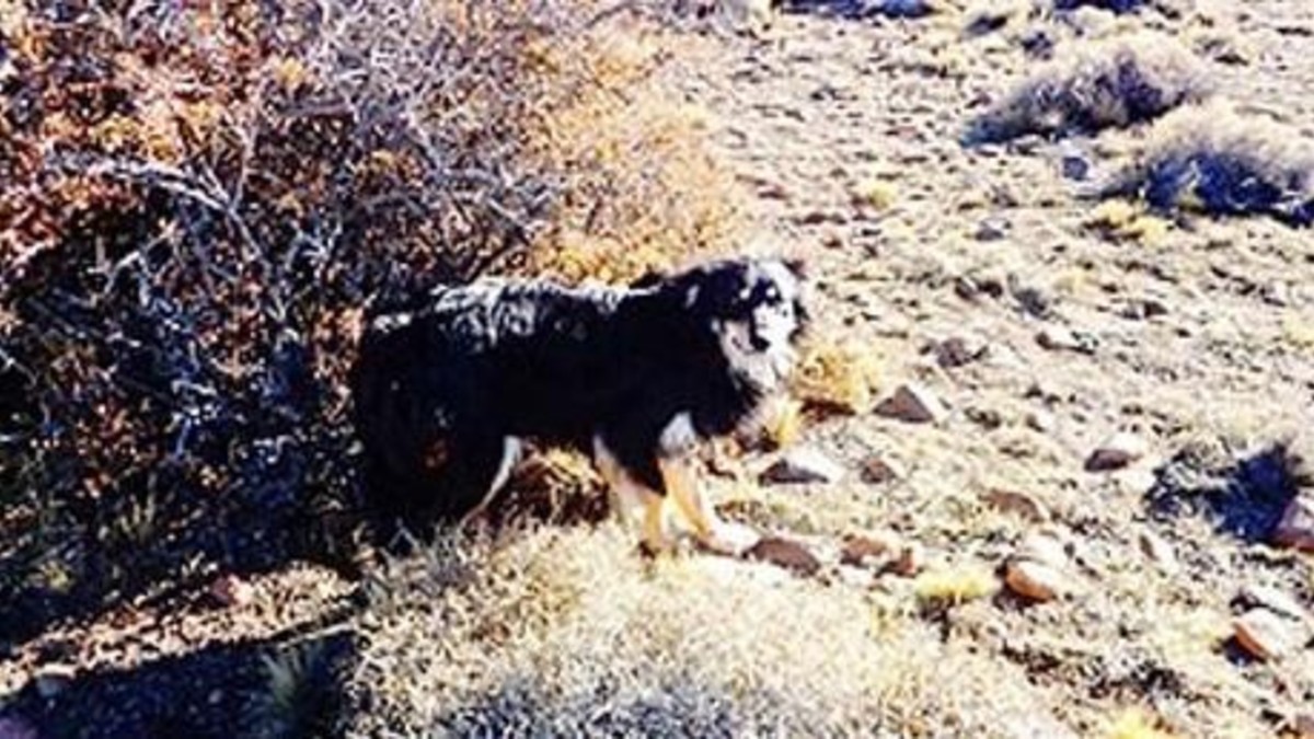 Perro cuidó el cuerpo de su amo por 23 días en el frío