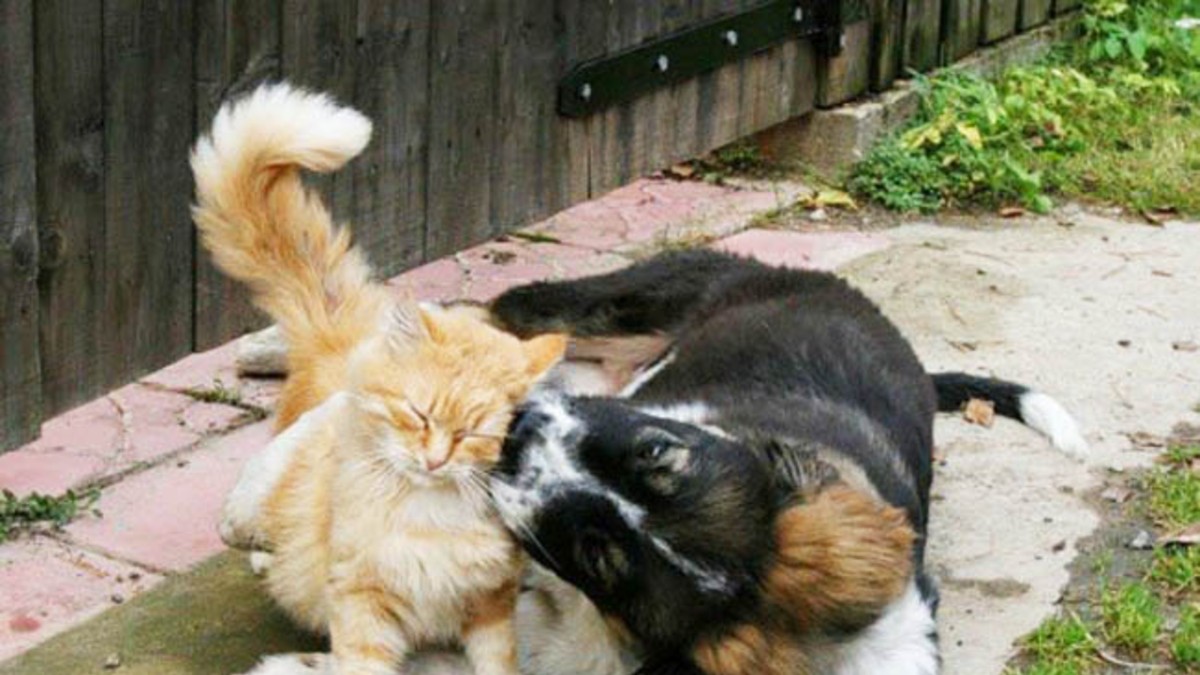 Perro le donó sangre a un gato y le salvó la vida