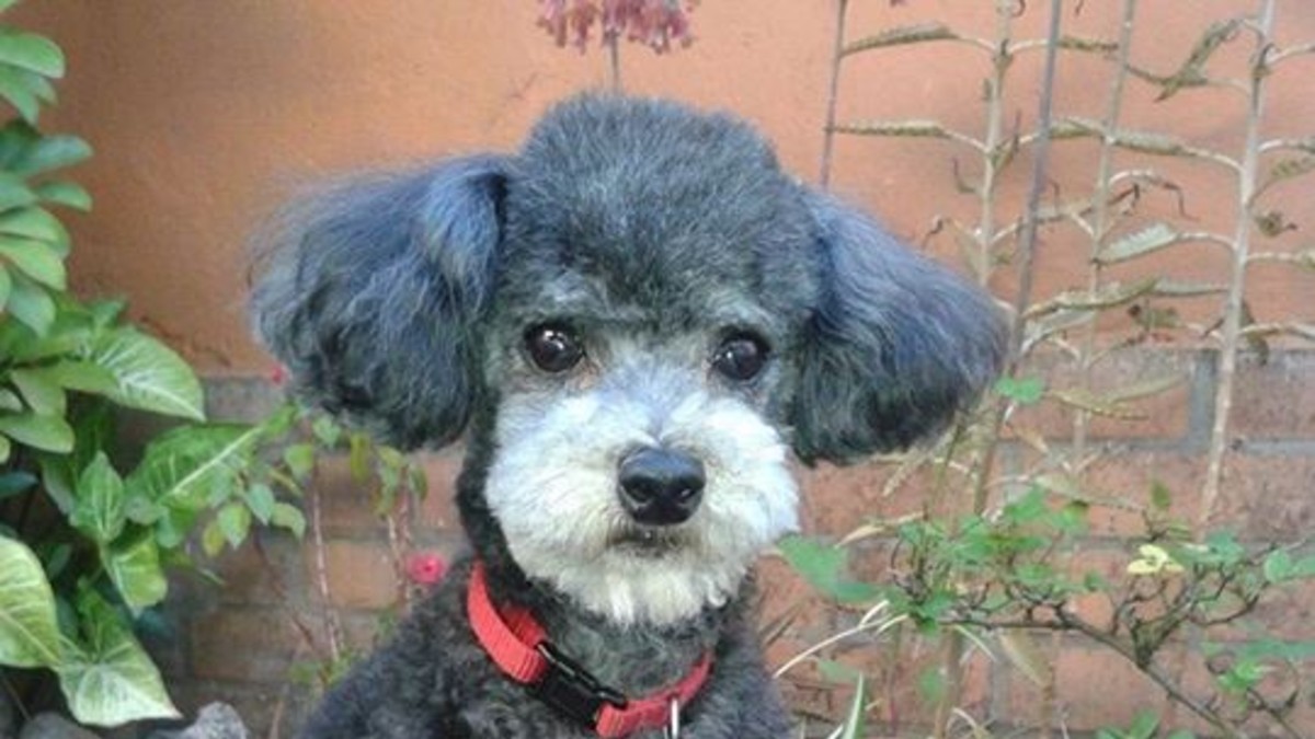 Un llamado anónimo le dijo donde estaba el perro que le robaron
