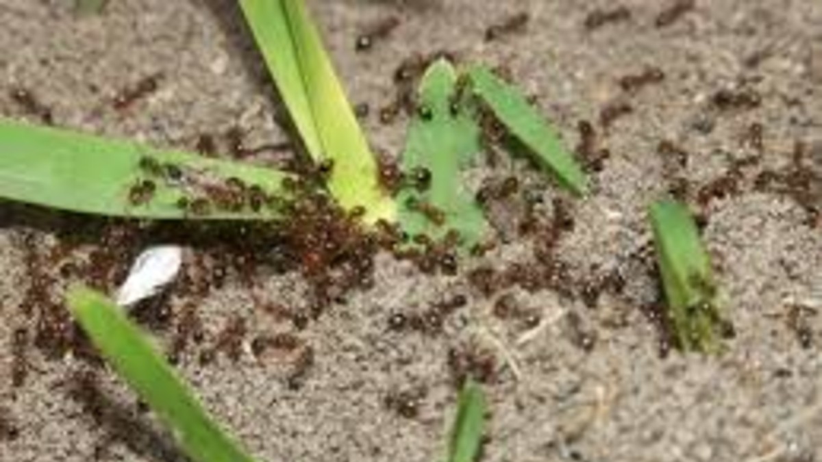 Hormigas argentinas causan pánico en Estados Unidos