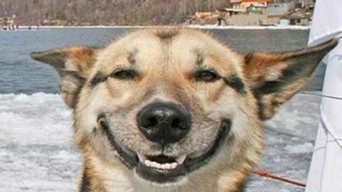Insólito: cada vez más perros consumen marihuana