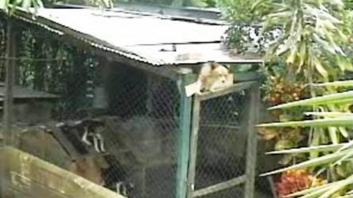 El increíble escape de un perro de su cucha