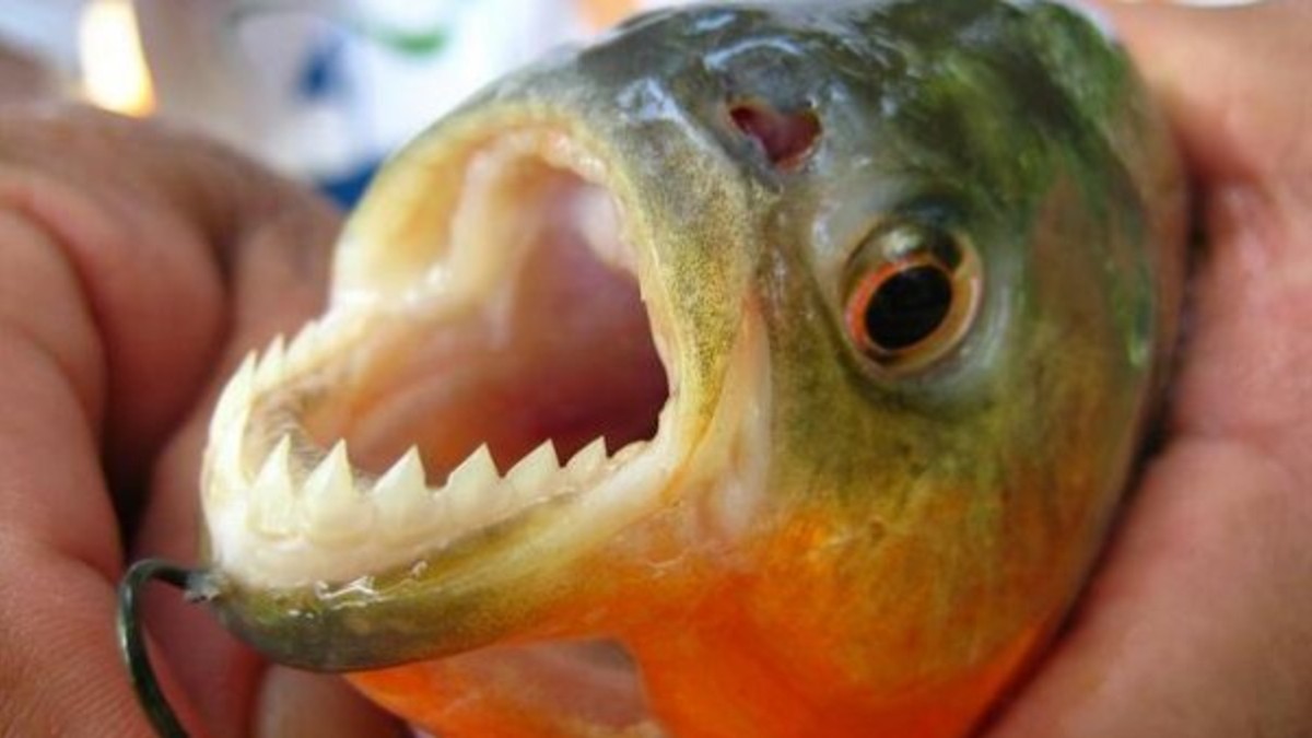 Otro ataque de palometas: ahora ocurrió en Misiones