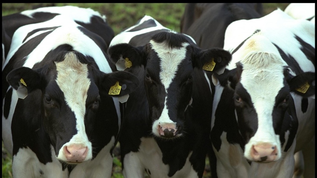 Se incendió una granja por las flatulencias de 90 vacas