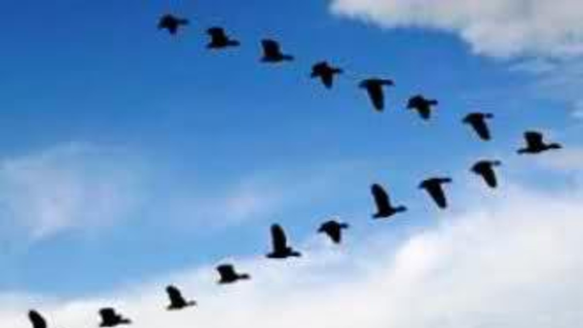 Misterio resuelto: ¿Sabés por qué las aves vuelan en V?