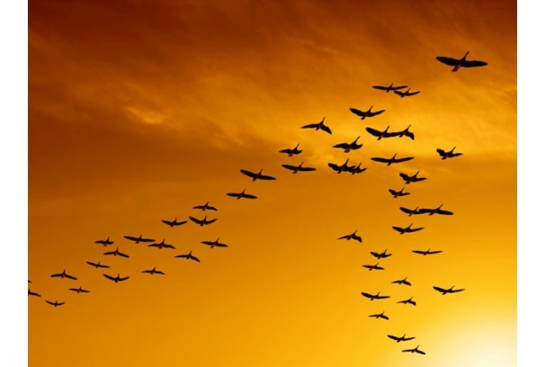 Misterio resuelto: ¿Sabés por qué las aves vuelan en V?