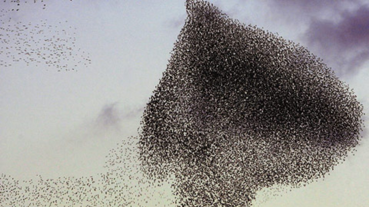 El video de la plaga de aves que conmociona Pilar