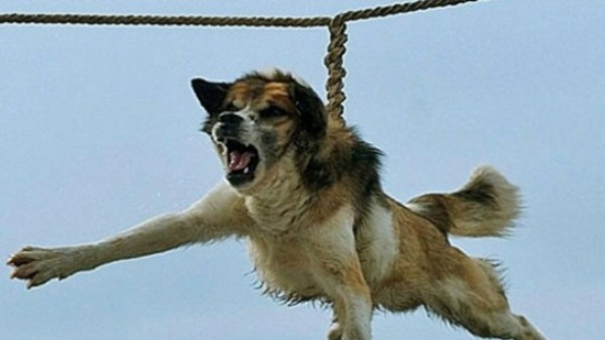 Cómo es el sádico ritual del "giro al perro" que causa terror