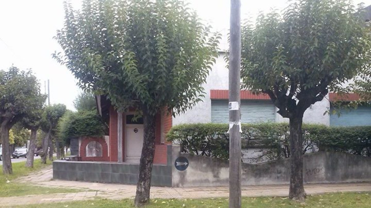 Horror: Aparecieron tres gatitos ahorcados y colgados de un árbol