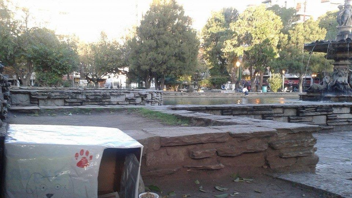 Cuchas comunitarias: una mano para los perros de la calle