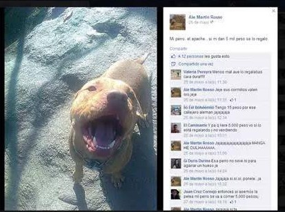 Emborracharon a un perro, lo violaron y lo subieron a Facebook