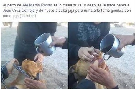 Emborracharon a un perro, lo violaron y lo subieron a Facebook