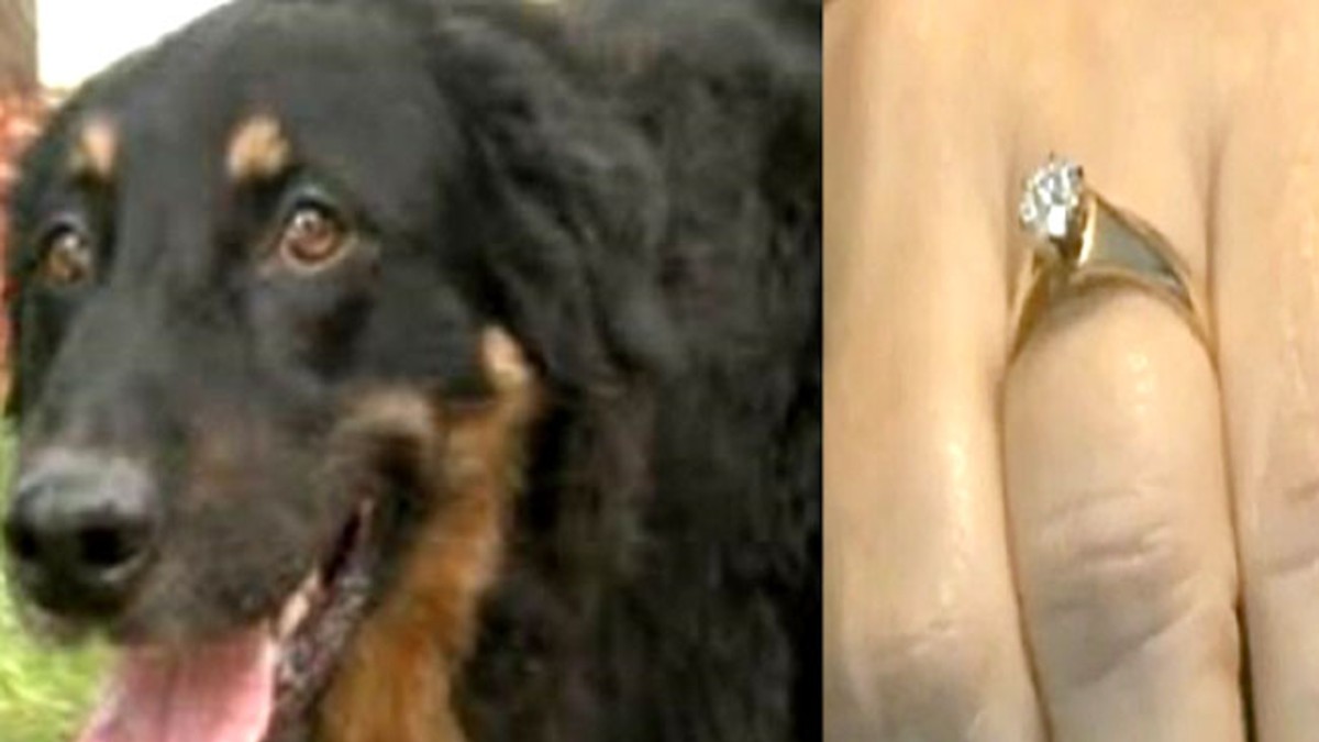 Perro vomitó un anillo de diamantes 5 años después