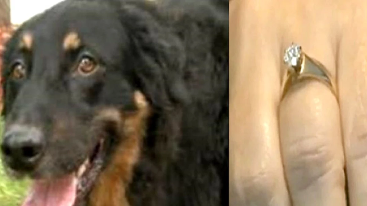 Perro vomitó un anillo de diamantes 5 años después