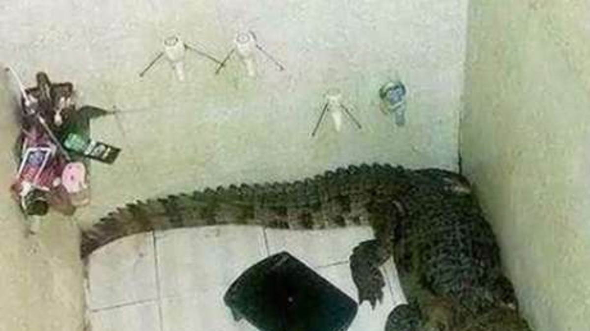 Fue a ducharse y encontró un cocodrilo de metro y medio