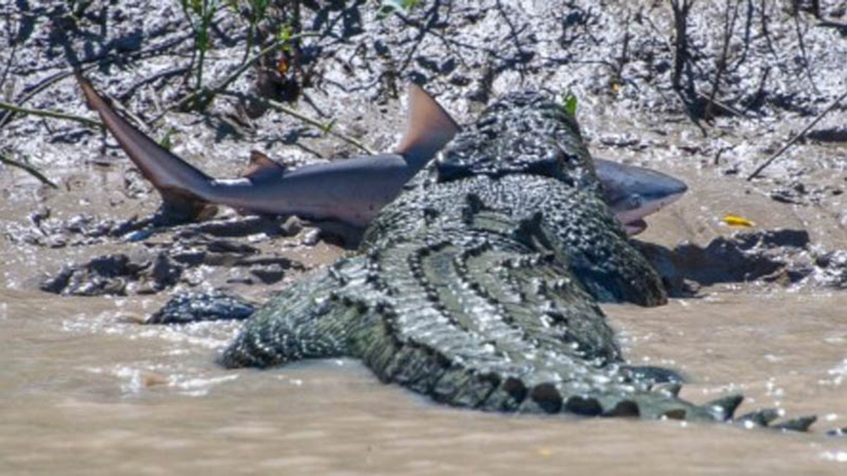 Duelo de titanes: captan lucha entre cocodrilo y tiburón