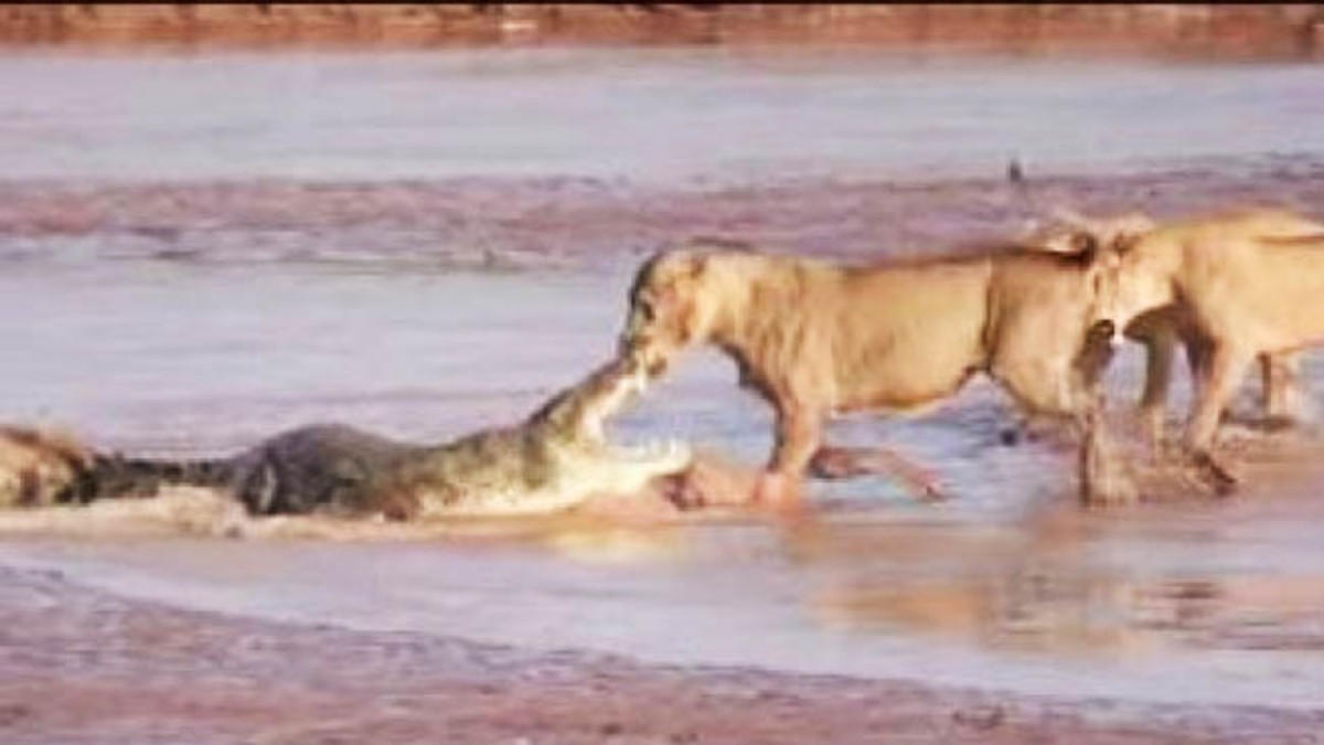 Batalla de leonas y cocodrilo por comer a un elefante muerto
