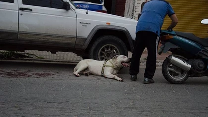 Fue preso por patear un perro como si fuera una pelota