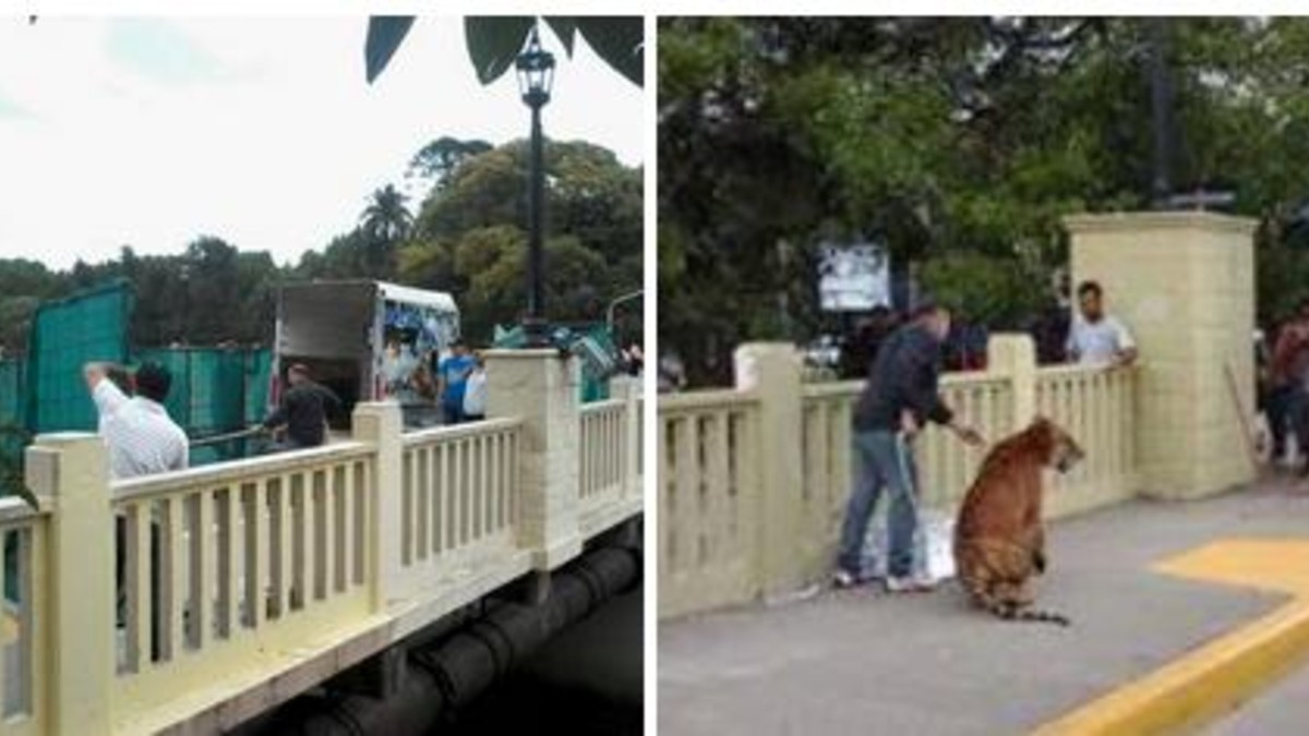 Explican por qué suspendieron un spot con dos tigres