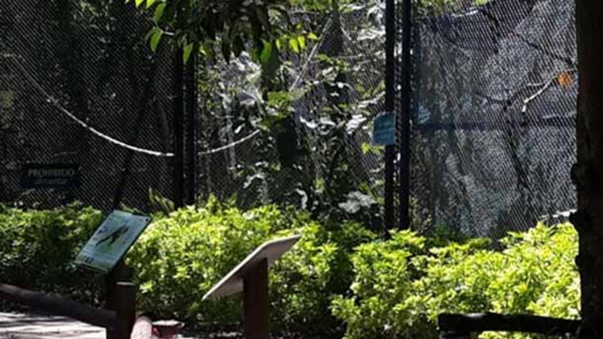 Misterio: desaparecieron cuatro monos del zoológico