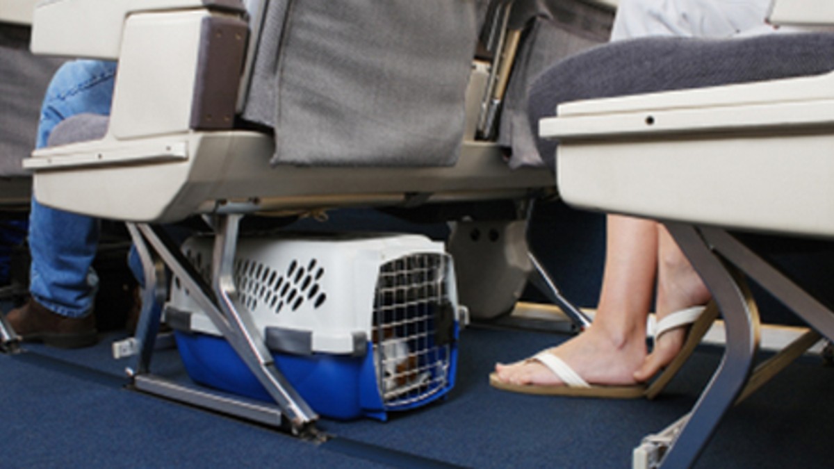 Las mascotas podrán volar con sus dueños: los detalles