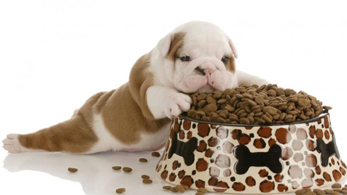 Los argentinos gastan más en alimento para mascotas que en yerba