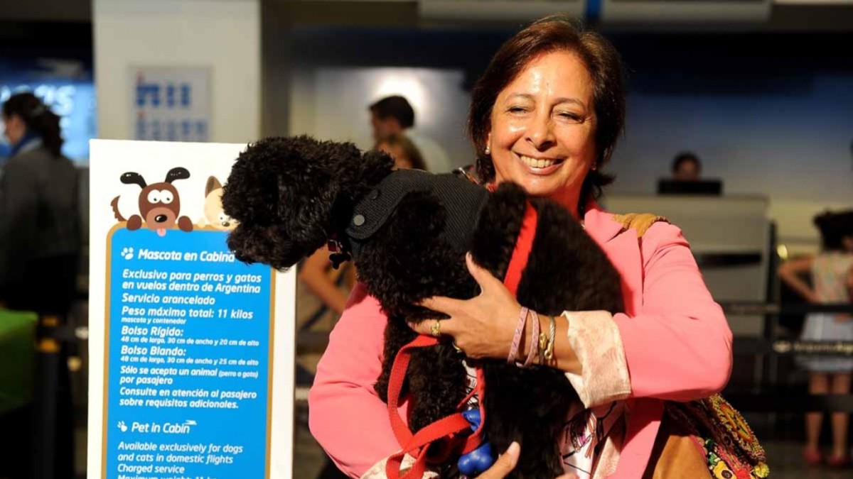 Cómo adaptar a tu mascota para que viaje en avión