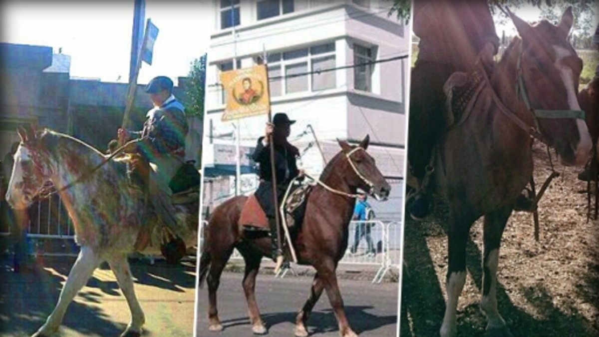 Robaron tres caballos y se escaparon "al galope"