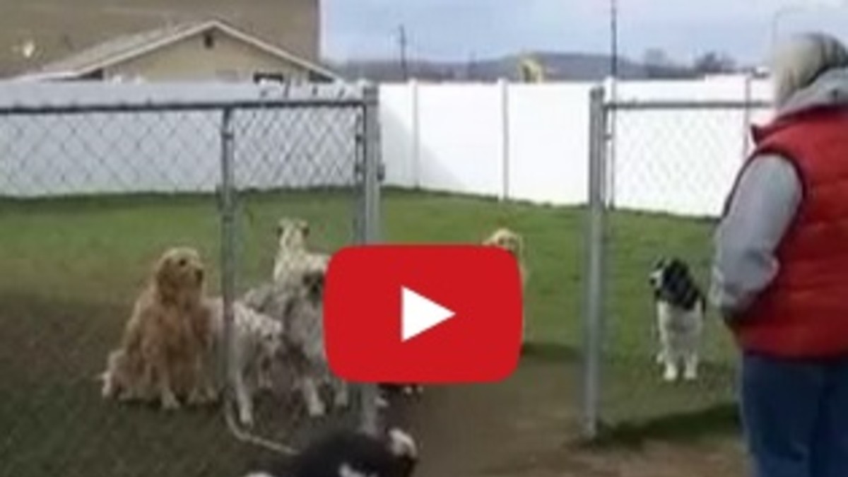 Mirá al perro que se ofende porque lo llaman último