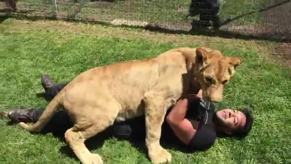 El tierno reencuentro de una leona con su cuidador