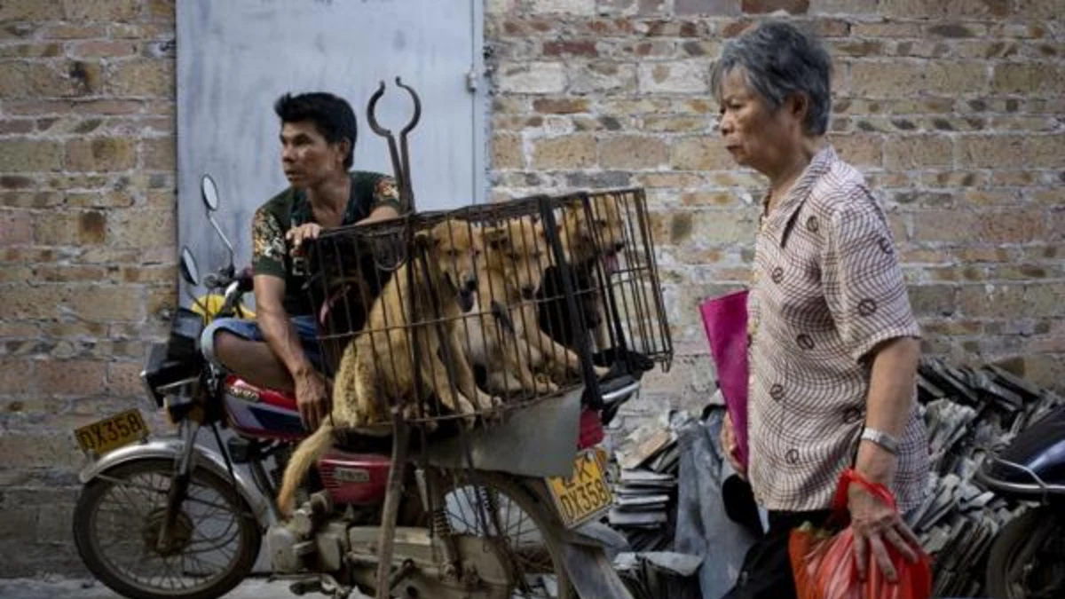 Una ciudad china inicia su polémica carnicería de perros