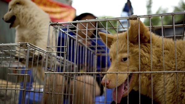 Una ciudad china inicia su polémica carnicería de perros