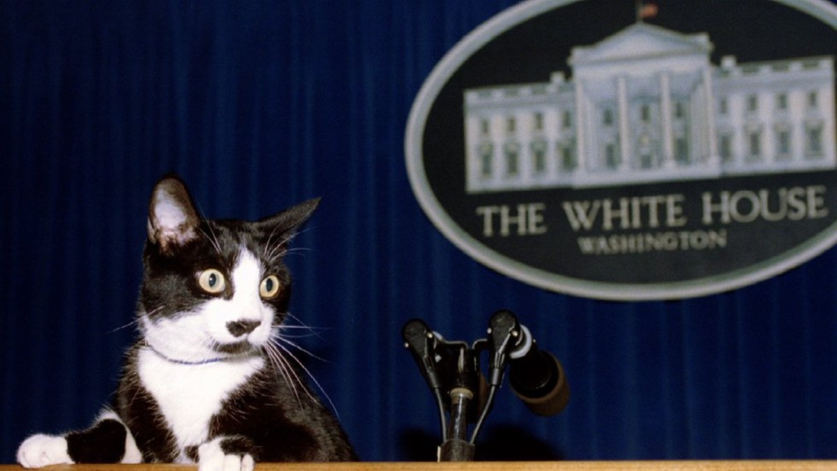 Socks, el gato de los Clinton que tiene su Día