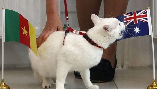 Aquiles, el gato sordo, será el sucesor del pulpo Paul- Aquiles, el gato sordo, será el sucesor del pulpo Paul