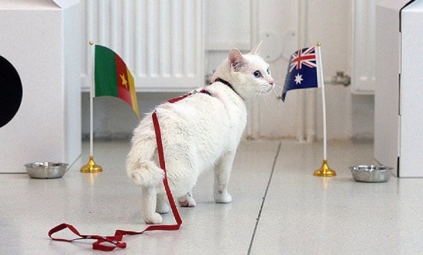 Aquiles, el gato sordo, será el sucesor del pulpo Paul- Aquiles, el gato sordo, será el sucesor del pulpo Paul