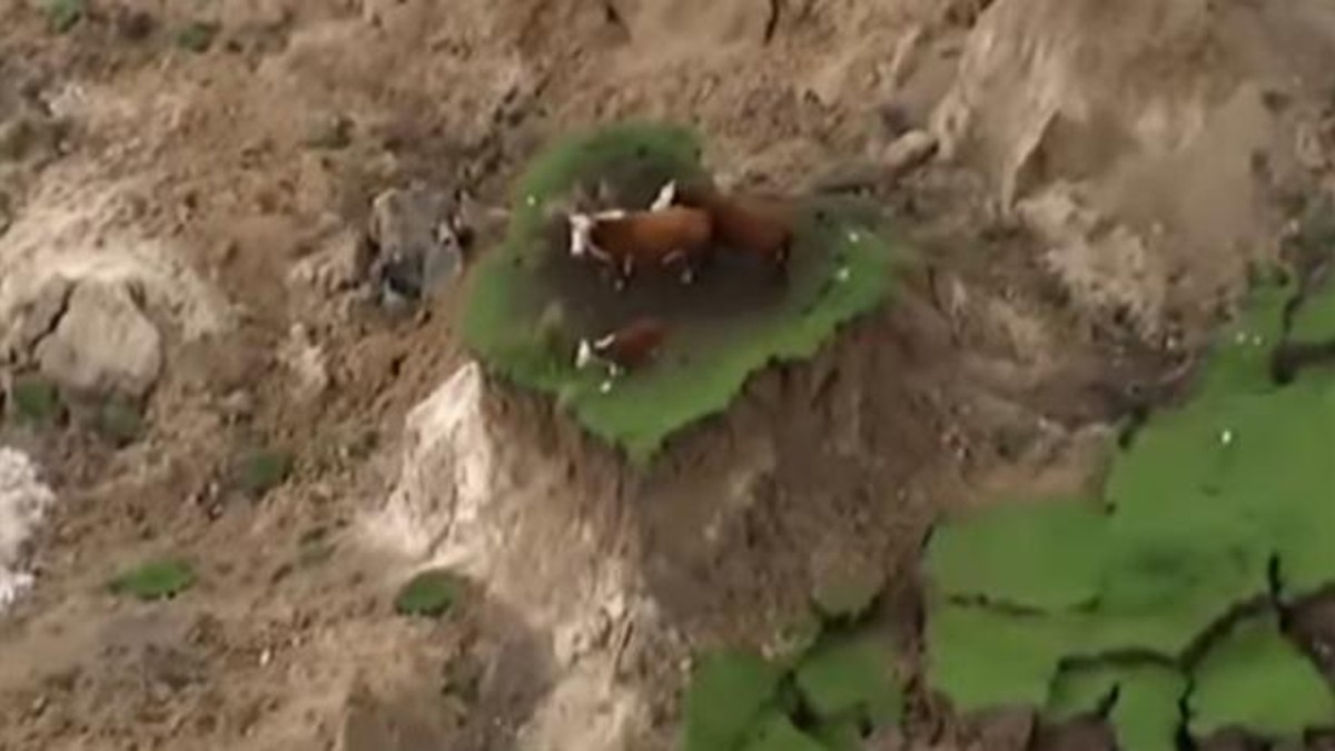 Tres vacas quedaron atrapadas tras el sismo