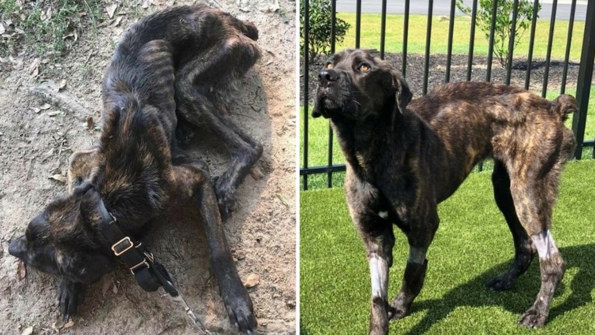 Champ, el perro al que una mujer quiso matar de hambre para vengarse de su ex