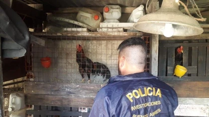 Allanan un predio donde practicaban "riña de gallos"